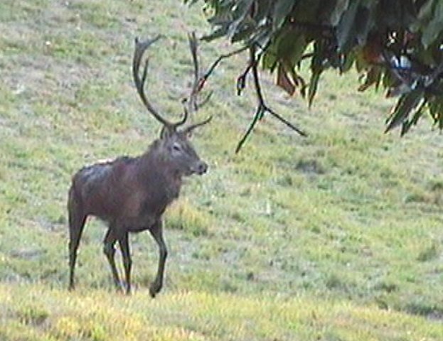 PASSIONE PER IL CERVO